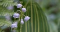 Lily of the valley Convallaria majalis Albostriata, striped leaf and flowers